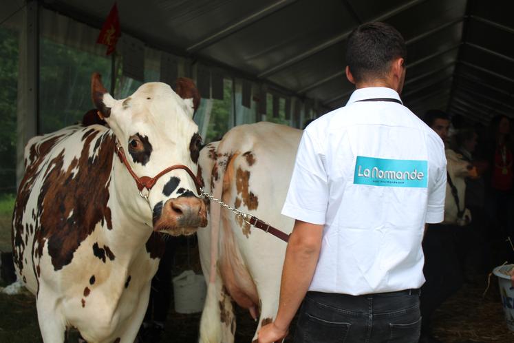 Le saviez-vous ? Ces deux départements de Normandie comptent plus de vaches  que d'habitants - Paris-Normandie