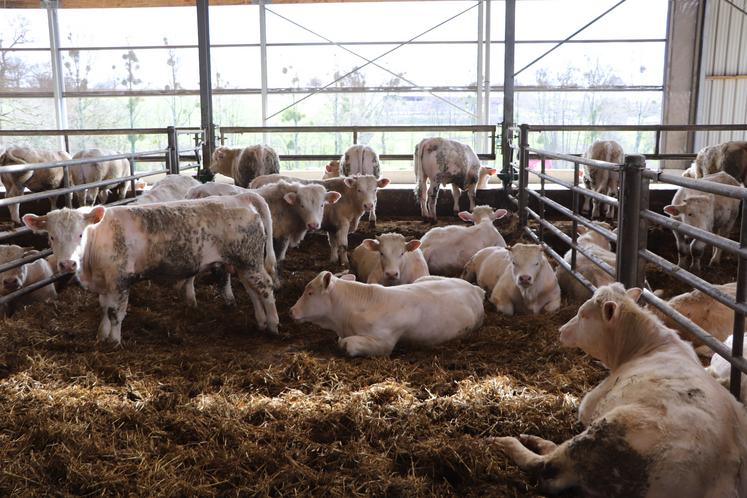 Dans leur nouveau bâtiment d'élevage, de 2 160 m2, les Legentil comptent vingt cases pouvant accueillir jusqu'à 240 jeunes bovins.
