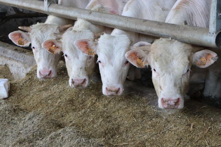 Le Gaec élève environ 240 jeunes bovins de race Charolaise et 120 vaches laitières de race Prim'Holstein.