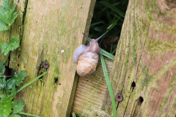 Les Gros gris (variété) se développent dans les cinq parcs aménagés par Béatrice.