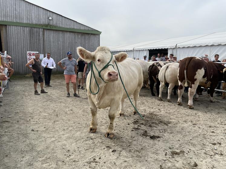 Pour l'édition 2024, 24 animaux de boucherie sont attendus à la Foire de Lessay pour la vente aux enchères. L'occasion pour les éleveurs d'aller chercher une plus-value, et pour les acheteurs de trouver des animaux de qualité.