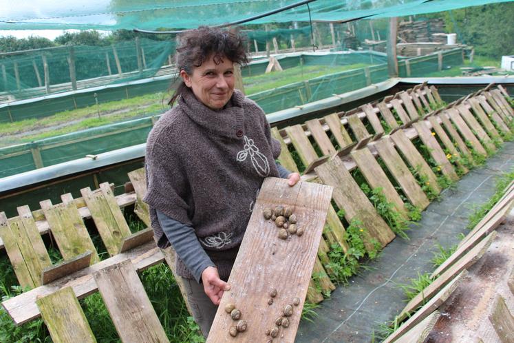 Béatrice produit 200 000 escargots par an, qu'elle vend principalement en circuits courts, sur les marchés et aux restaurateurs.