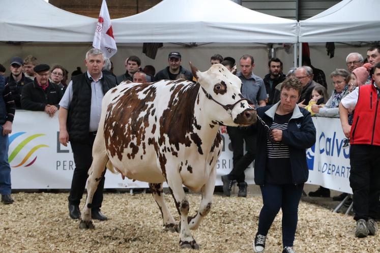 Oly de l'élevage Lereverend a fait sensation. Elle a été sacrée championne Normande. 
