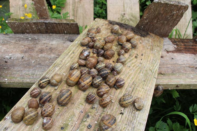 Les escargots se cachent sous les planches en bois pour s'abriter de la pluie et des rayons du soleil.