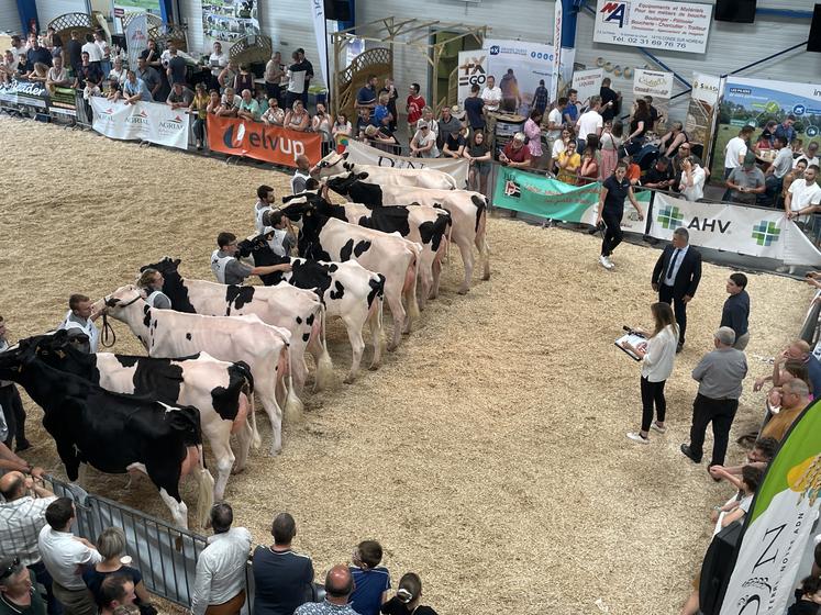 En 2023, le régional Prim'Holstein, co-organisé par le Calvados et la Manche, a réuni 114 animaux.