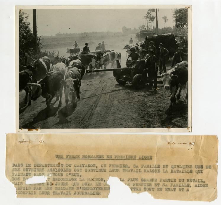 Malgré l'Occupation, le travail continue dans les exploitations agricoles. Réf. "Une ferme normande en première ligne" durant la bataille de Normandie, 1944. AD14, 2Fi/693