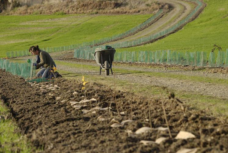 10 km de haies sont prévues à la plantation pour l'hiver 2024-2025 dans l'Orne. La campagne a été également lancée du côté de l'Eure-et-Loir.