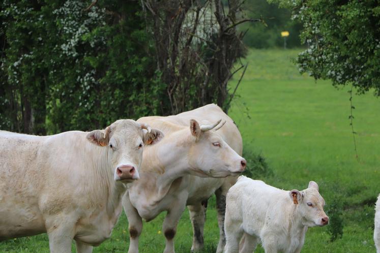 L'élevage bovin viande est présent dans plus de 93 000 exploitations en France d'après l'Insee.