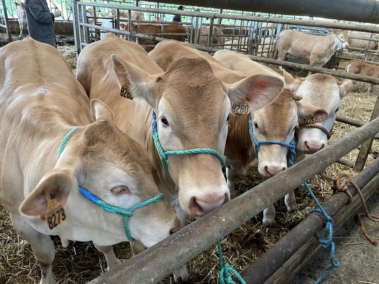 Neuf de ses plus jeunes animaux seront présentés lors du festival de l'élevage.