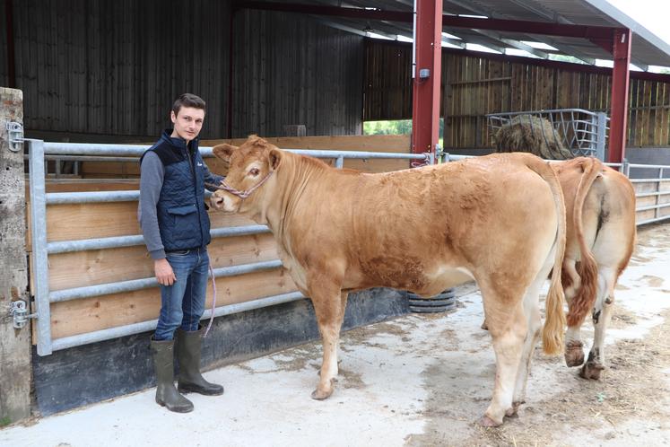 Valentin Flajolet est polyvalent, entre bovins, ovins et équins. Avec Tatiana, génisse de 20 mois, il participe à son 1er concours en tant qu'associé.