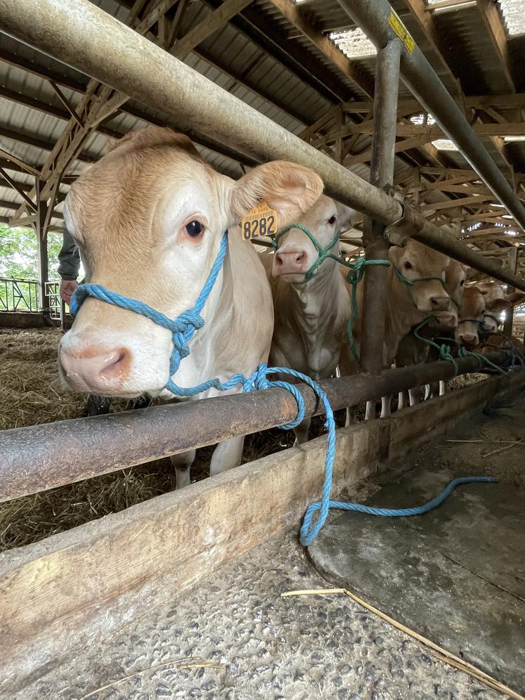 Neuf de ses plus jeunes animaux seront présentés lors du festival de l'élevage.