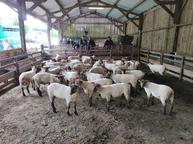 Un jeune lot de 59 béliers grandit au centre d'élevage de Tonneville sous l'œil de Etienne Damourette. La vente à Jobourg est programmée le 2 août.