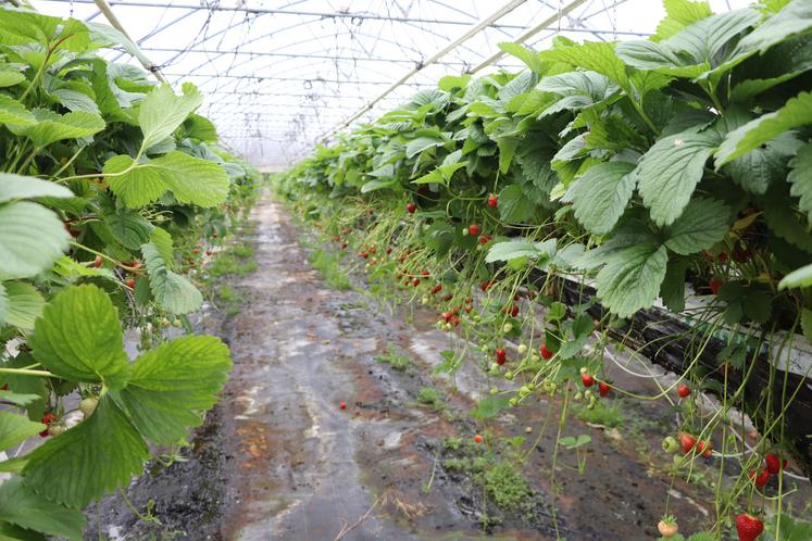 Chaque année, 13 000 plants de fraises sont cultivés aux Vergers du grand parc à Coulombs.