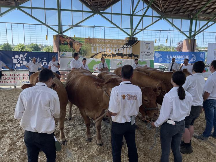 Le concours interrégional en race Limousine n'attend pas moins de 76 animaux en compétition le 22 juin prochain.