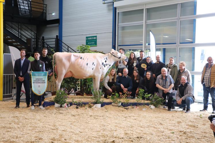 La grande championne du concours régional Prim'Holstein, cette année, est PLK Plusbelle du Gaec Christal de l'Eure.