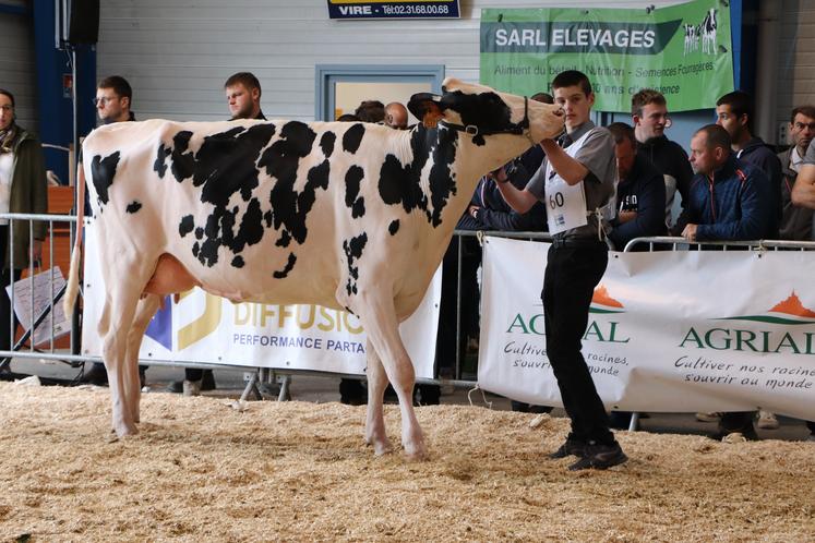 C'est Saline 16 (fille de Chief Stan et Atwood), en cours de 1e lactation, du Gaec des Vents d'Ouest à l'Orée d'Écouves dans l'Orne, qui a été sacrée championne espoir. Une bête à surveiller en 2025 ?