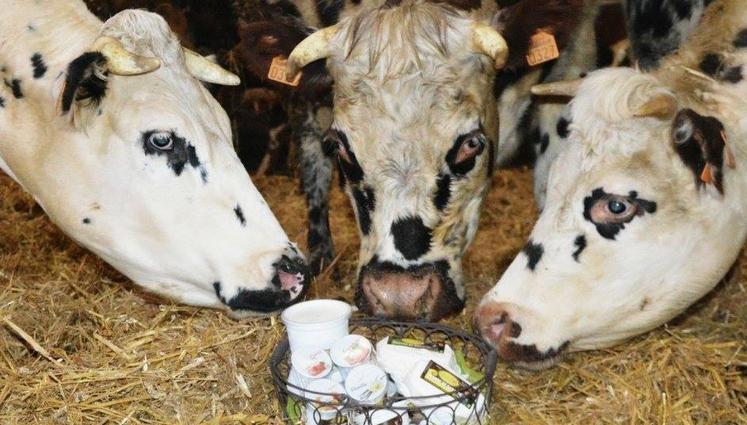 C'est à la Ferme de la Frémondière que la prochaine Journée nationale de l'agriculture se déroulera pour découvrir de manière pédagogique cet environnement.