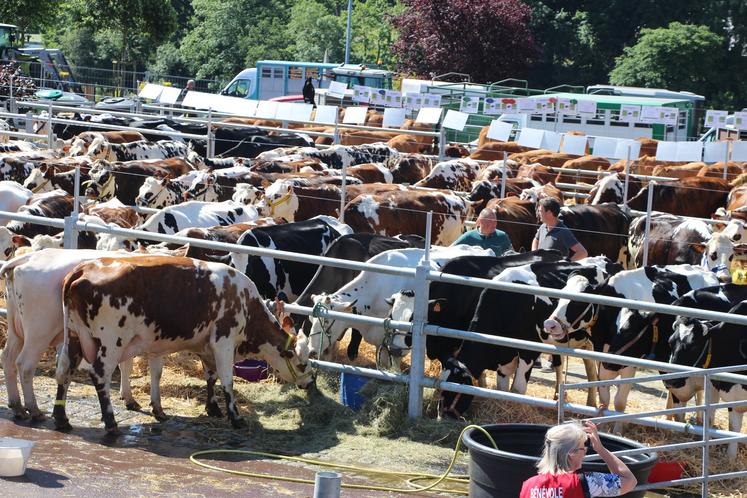 Près de 180 animaux seront sur la place de l'Orangerie le 22 juin à Torigny-les-Villes.