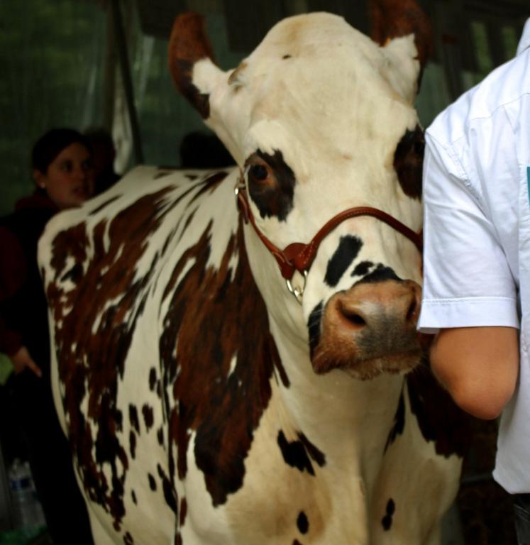 Bovins ou équins... Les comices dans l'Orne sont de retour.