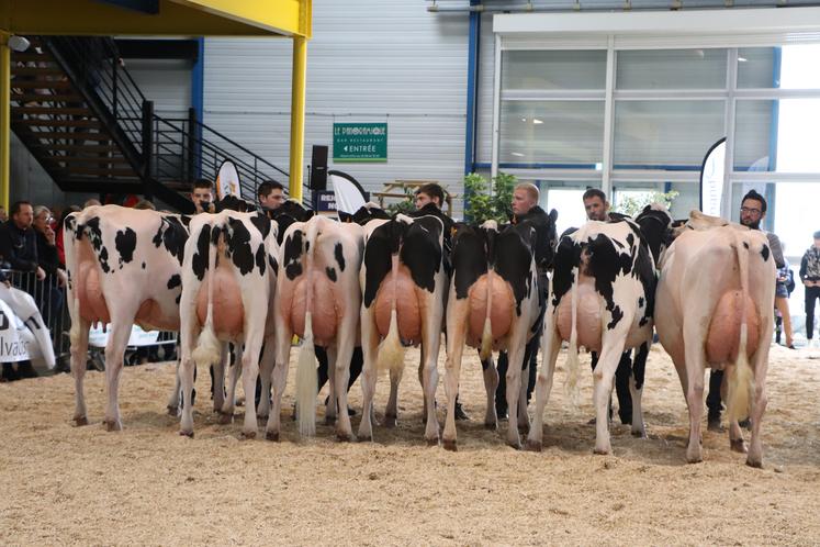33 génisses et 77 vaches provenant de 45 élevages ont participé au concours régional Prim'Holstein à Vire, répartis dans 16 sections.