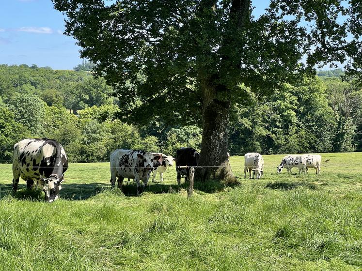 La souche tuberculose normande est vraiment différente de celle de la Côte-d'Or, qui est elle-même différente de celle de la Nouvelle-Aquitaine.