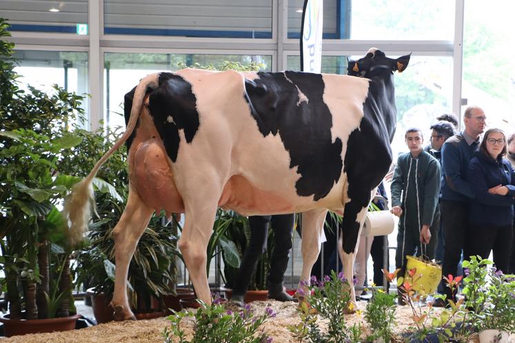 Le Gaec Chapdelaine Lezeaux de la Manche est quant à lui reparti avec le titre de meilleure mamelle adulte avec Lezeaux Rafale, déjà saluée en 2023 comme meilleure mamelle jeune et championne jeune.