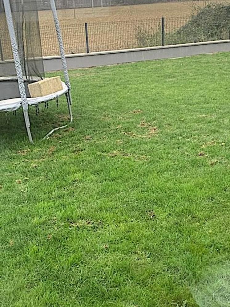 Le blaireau aime cureter sur les pelouses. Au nom du principe de précaution, éloignez les enfants des trampolines.