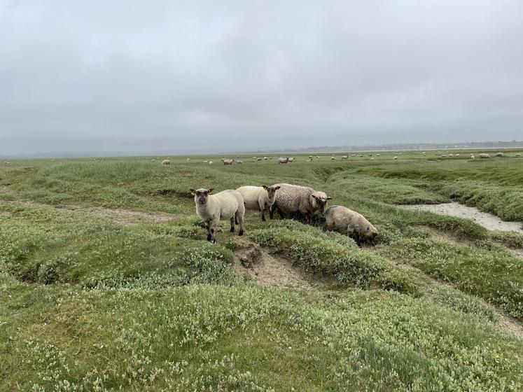 L'agneau AOP Prés-salés du Mont-Saint-Michel, prêt à partir pour Rungis.