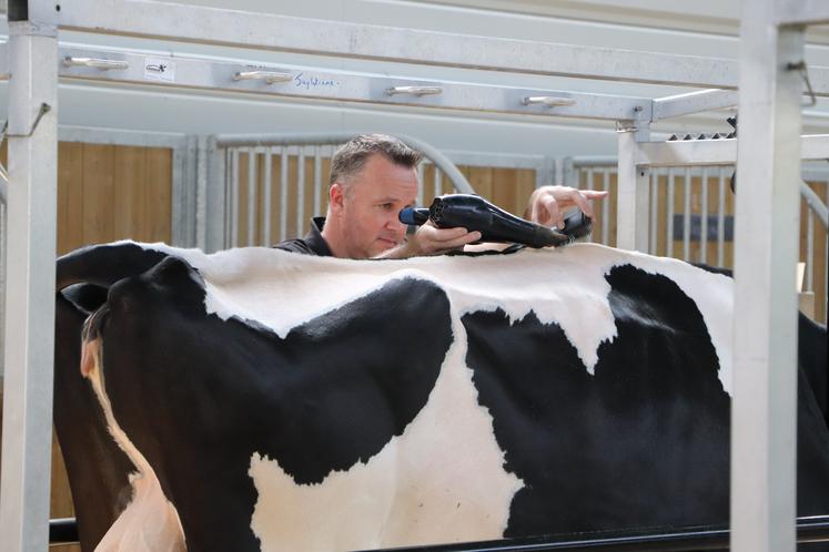 Les Prim'Holsteins se refont une beauté avant le passage sur le ring.