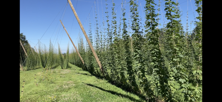 La houblonnière est constituée de câbles qui tiennent les cordes, elles-mêmes composées de fibres de noix de coco.