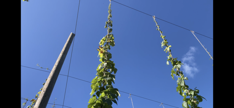 Les pucerons font sécher les feuilles qui ne peuvent plus produire les cônes nécessaires à la fabrication de la bière.