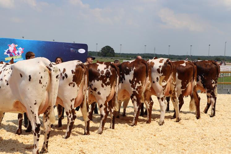 Plus de 60 animaux venus de toute la Normandie, mais aussi d'Eure-et-Loir et de l'Oise, ont fait le déplacement tout spécialement pour le concours.