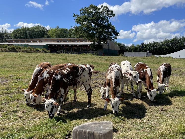 À la Blanche Maison, une expérimentation est conduite sur des veaux de 10 jours. L'objectif est d'optimiser les performances de croissance des animaux en valorisant au maximum l'herbe pâturée.