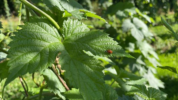 Le houblon a besoin des auxiliaires comme les coccinelles pour ne pas se faire envahir par les pucerons.