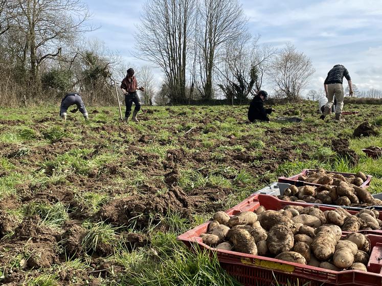 Le glanage de pommes de terre organisé par Solidarité bocage et Solaal le 13 mars 2024 avait permis un don de 1,5 tonne.