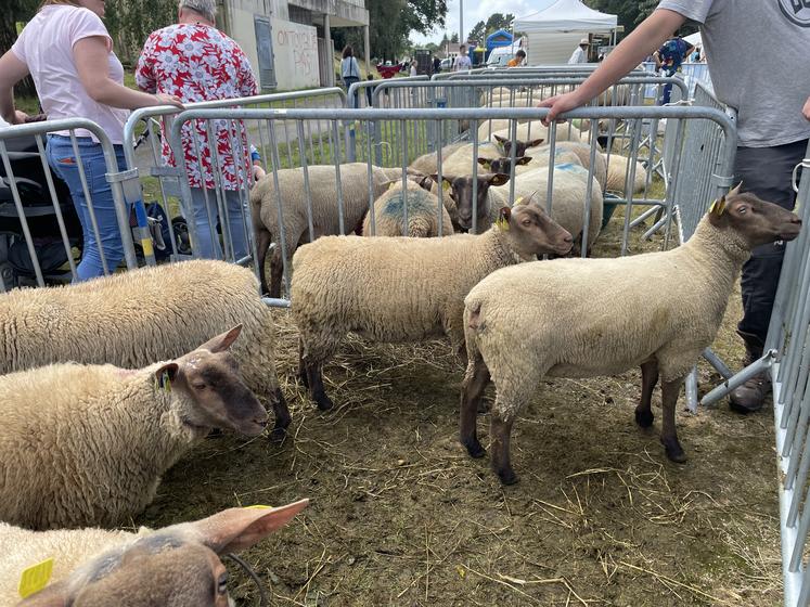 À Cherbourg, le 21 août, le concours Roussin a pu avoir lieu. Mais le sujet était dans toutes les discussions.