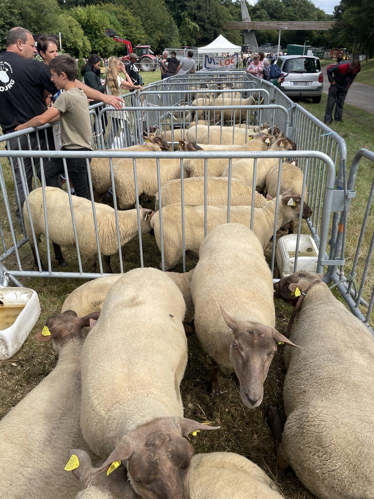 À l'approche des foires et festivals, la présence de moutons est de plus en plus incertaine.