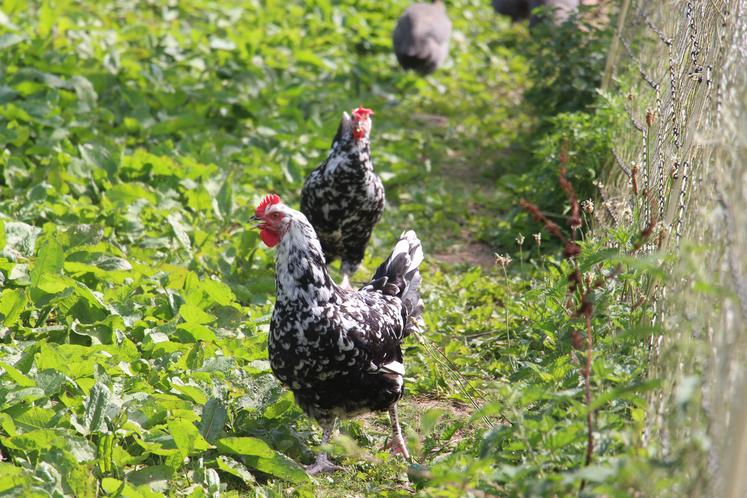 "J'ai pour conviction de produire bio et local, l'alimentation de mes volailles doit aussi être dans cet esprit-là."