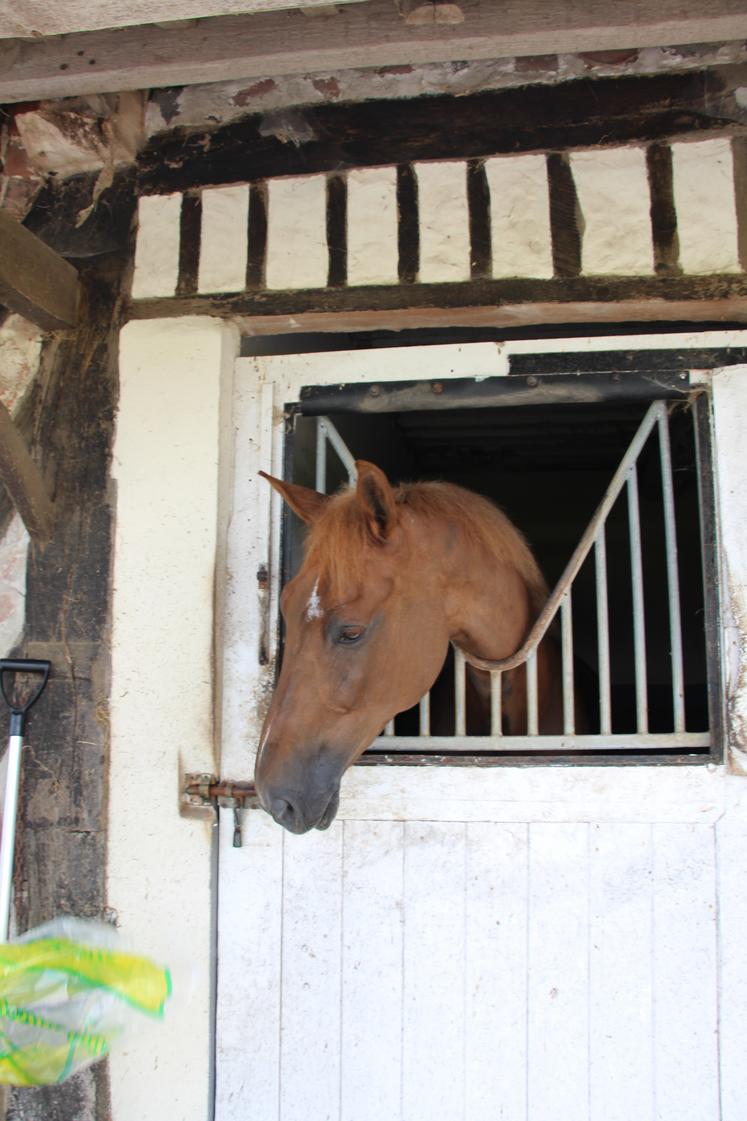 Brazyl du Mezel est le cheval avec lequel François-Xavier était réserviste pour les JO 2024 à Paris.