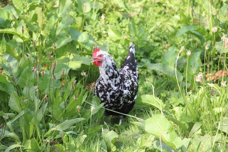 La ferme Galobio mise sur le bio et le local.