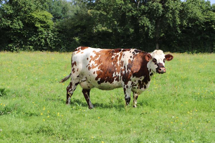 La race Normande est fortement appréciée pour sa rusticité et sa mixité. Chez les Gosset, sur les 115 ha de la ferme, 90 ha sont en herbe.