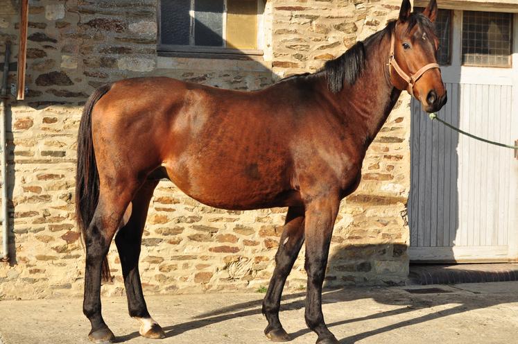 Le cavalier portugais Manuel Grave a été victime, avec son cheval Carat de Brémoy (ici à la ferme), d'une chute impressionnante lors du cross-country. Un événement qui les a disqualifiés des JO Paris 2024.