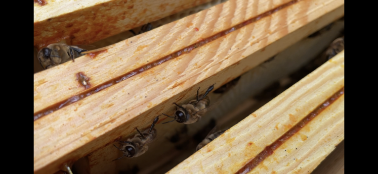 L'apiculteur s'occupe d'essaims d'abeilles noires et d'abeilles Buckfasts.