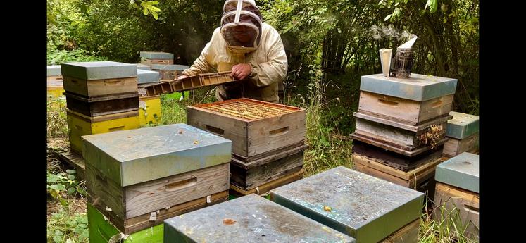 Michel s'occupe de plus de 200 ruches pour le Manoir des abeilles.