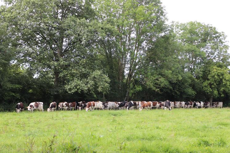 Entre 2015 et 2022, le nombre de vaches laitières en race Normande, dans le Calvados (données AICC), est passé de 25 153 à 21 008, soit une baisse de 16 %.