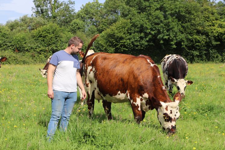 La race Normande, typique de notre terroir, est fortement appréciée pour sa mixité et sa rusticité.