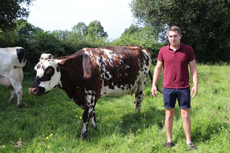 Clément Gosset est à la manœuvre du concours 2024. Lui-même installé à Formentin en AOP, il a repris l'exploitation familiale qui compte 85 % de Normandes dans son cheptel. Elles pâturent neuf mois de l'année.