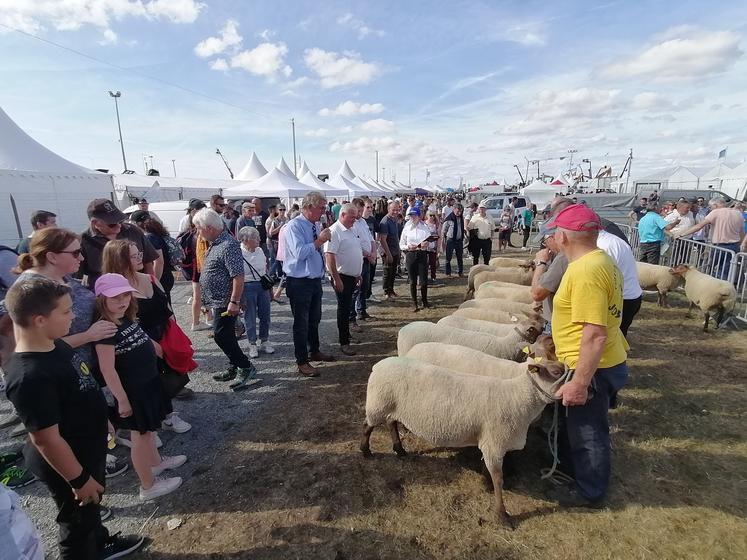 Installée à la foire de Lessay depuis 3 ans, l'édition 2024 du concours spécial n'aura pas lieu cette année en raison de la propagation de la FCO. (Archive 2023)