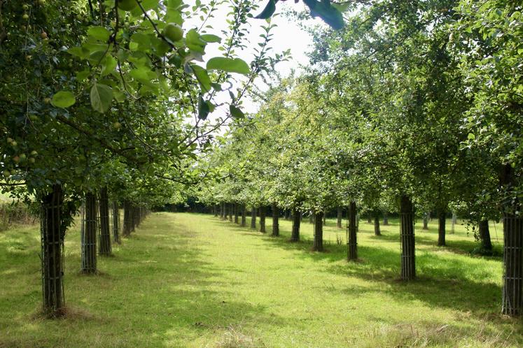 La ferme est dotée de 11 ha de pré-vergers et de vergers basses tiges.