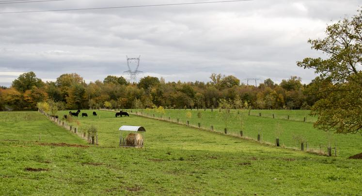 "Il y a de nombreux avantages à l'agroforesterie. La difficulté est de passer d'une approche de l'arbre comme intrus à intrant."